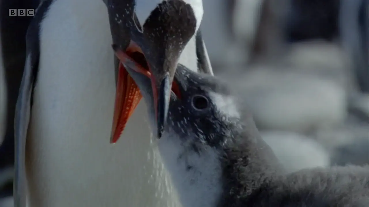 Gentoo penguin (Pygoscelis papua) as shown in Frozen Planet - To the Ends of the Earth